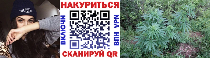 Канабис OG Kush Фокино